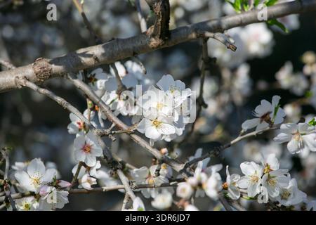 Rami di mandorli ricoperti di fiori bianchi – stagione di fioritura del Prunus dulcis Foto Stock