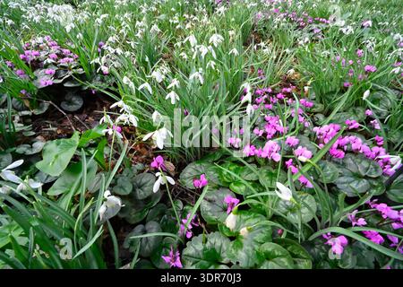 Fiori invernali bianchi di comuni gocce di neve, galanthus nivalis e coum ciclamino resistente magenta nel bosco britannico di febbraio Foto Stock