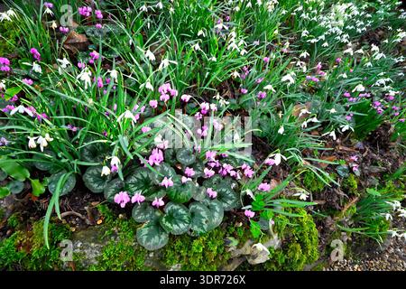 Fiori invernali bianchi di comuni gocce di neve, galanthus nivalis e coum ciclamino resistente magenta nel bosco britannico di febbraio Foto Stock