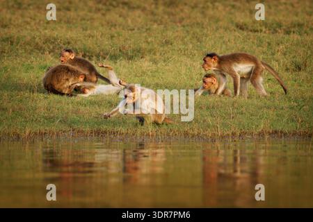 Macachi del cofano (Macaca radiata) che interagiscono sulla riva erbosa del fiume con riflessi in acqua, comportamento delle truppe sociali nell'habitat naturale, primat dell'Asia meridionale Foto Stock
