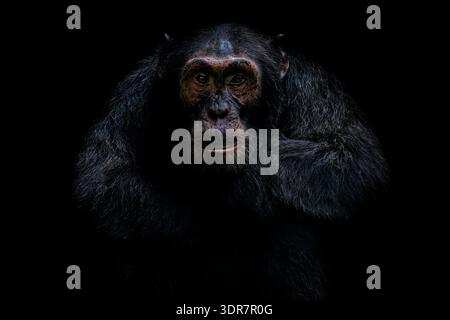 Chimpanzee comune o robusto - anche i trogloditi Pan suonano, grande scimmia originaria della foresta e della savana dell'Africa tropicale, relati viventi più vicini agli esseri umani Foto Stock