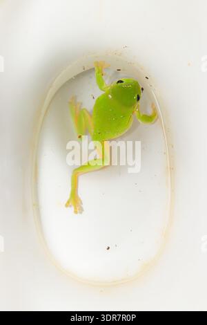 Rana australiana verde (Ranoidea caerulea) in contenitore bianco, anfibio verde brillante con dita arancioni, vista dall'alto macro, contesto di salvataggio della fauna selvatica, n Foto Stock
