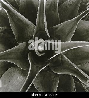 Foto in bianco e nero di una pianta di agave, evidenziando il motivo simmetrico della rosetta e le foglie appuntite. Foto Stock
