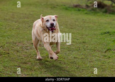 Vecchio Labrador che corre con le orecchie che battono e la lingua fuori Foto Stock