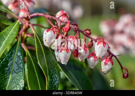 Le prime fioriture primaverili di Pieris japonica, un arbusto sempreverde comunemente noto come andromeda giapponese Foto Stock