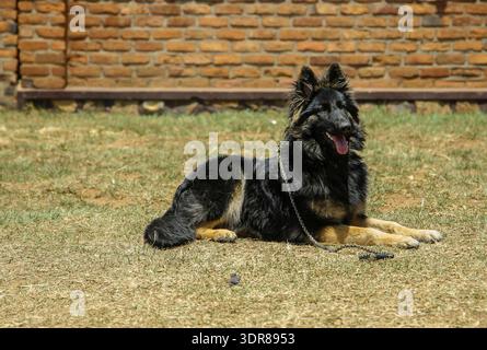 RUANDA, KIGALI. Il centro principale di Kigali per l'addestramento dei cani a Kimironko, il 26 agosto 2021 Foto Stock
