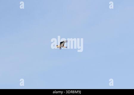 Raptor caracara crestato del sud che vola attraverso un cielo limpido a Nova Esperanca do Sudoeste Parana Brasile Foto Stock