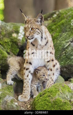 Lince eurasiatica (lince lince) madre con i suoi giovani (cuccioli) seduti su una roccia in una foresta, Baviera, Germania Foto Stock