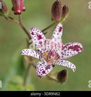 Giglio di rospo, Tricyrtis hirta, in un primo piano Foto Stock