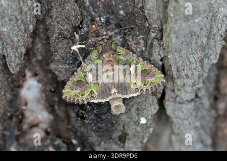 Orache Moth, trachea atriplicis bevendo la linfa che scorre dal tronco ferito di un albero di quercia. Foto Stock
