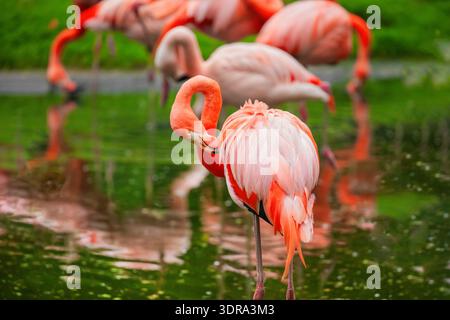 fenicottero americano dei Caraibi. Foto Stock