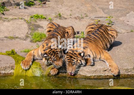 Due cuccioli di tigre che giocano sulla riva di un ruscello Foto Stock