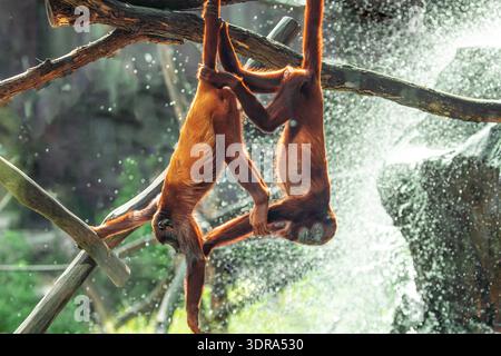 Mantled Howler Monkey Alouatta palliata allo zoo di Berlino Foto Stock