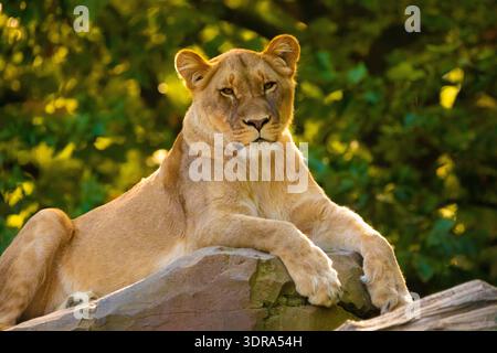 Leone adulto che gioca nel giardino zoologico Foto Stock