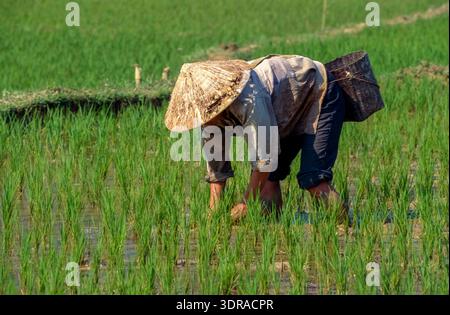 Eingescanntes Diorgov einer historischen Farbaufnahme einer nicht erkennbaren weiblichen person bei der Reisernte in einem Reisfeld in Nordvietnam Foto Stock