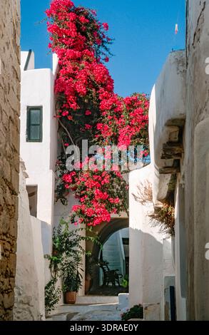 Eingescanntes Diorgov einer historischen Farbaufnahme einer rot blühenden BOUGAINVILLEA in einer schmalen Gasse a Thera, San Torino, kykladen Foto Stock