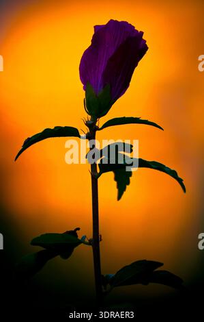 La silhouette di una rosa su sfondo giallo-arancione sfocato è simbolo di solitudine Foto Stock