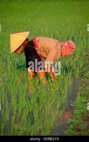 Eingescanntes Diorgov einer historischen Farbaufnahme einer nicht erkennbaren weiblichen person bei der Reisernte in einem Reisfeld in Nordvietnam Foto Stock