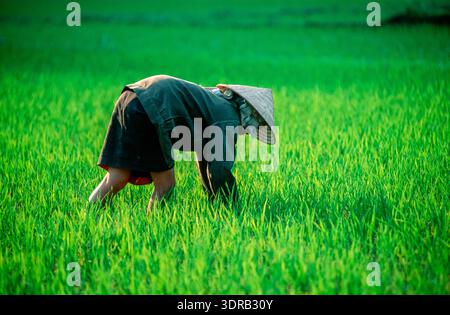 Eingescanntes Diorgov einer historischen Farbaufnahme einer nicht erkennbaren weiblichen person bei der Reisernte in einem Reisfeld in Nordvietnam Foto Stock