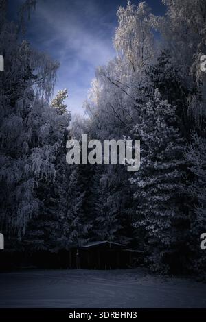 Piccola cabina in legno annidata in una foresta innevata all'ora blu. I pini smerigliati e il suggestivo cielo crepuscolare creano un paesaggio invernale tranquillo, ideale per chi ama la natura Foto Stock