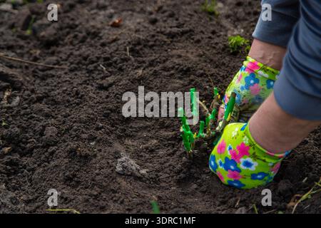 Giardiniere che piantano una rosa in giardino. Messa a fuoco selettiva. Foto Stock