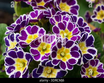 Fiori di primavera Foto Stock