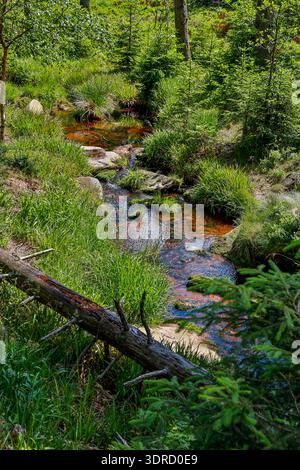 Impressioni foto dal Parco Nazionale di Harz Foto Stock