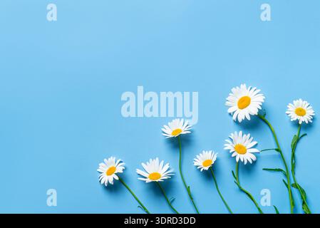 Fiori di margherita camomilla su sfondo blu Foto Stock