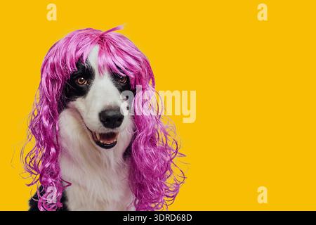 Collie con bordo di cane che indossa una parrucca lilla riccia colorata isolata su sfondo giallo. Simpatico cucciolo in parrucca rosa al carnevale o hal Foto Stock