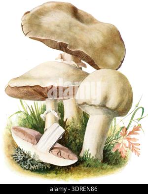 L'Agaricus arvensis, comunemente noto come fungo di cavallo o Field Agaricus, è un fungo gilled della famiglia delle Agaricaceae con un berretto bianco-crema e branchie libere. Cresce in praterie, campi e bordi boschivi nelle regioni temperate dell'Europa e del Nord America. Lo stipe è spesso e cilindrico con un anello da un velo parziale. La specie è considerata commestibile e ha un leggero odore di anice. Produce una stampa a spore marrone. Foto Stock