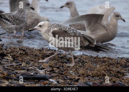 Caspian Gull (Larus cachinnans) secondo anno/primo inverno che si nutre con le gabbie aringhe (Larus argentatus) e il gabbiano islandese (Larus glaucoides) Norfolk Foto Stock