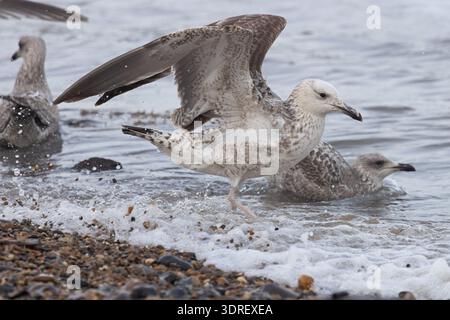 Caspian Gull (Larus cachinnans) secondo anno/primo inverno che si nutre con le gabbie europee (Larus argentatus) Norfolk gennaio 2026 Foto Stock
