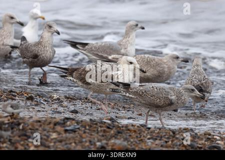 Caspian Gull (Larus cachinnans) secondo anno/primo inverno che si nutre con le gabbie europee (Larus argentatus) Norfolk gennaio 2026 Foto Stock