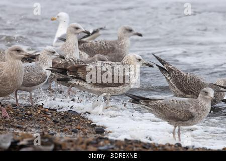 Caspian Gull (Larus cachinnans) secondo anno/primo inverno che si nutre con le gabbie europee (Larus argentatus) Norfolk gennaio 2026 Foto Stock