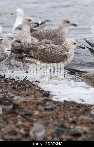 Caspian Gull (Larus cachinnans) secondo anno/primo inverno che si nutre con le gabbie europee (Larus argentatus) Norfolk gennaio 2026 Foto Stock