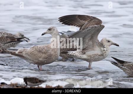 Caspian Gull (Larus cachinnans) secondo anno/primo inverno che si nutre con le gabbie europee (Larus argentatus) Norfolk gennaio 2026 Foto Stock