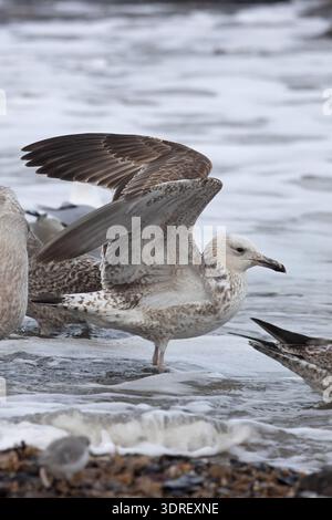Caspian Gull (Larus cachinnans) secondo anno/primo inverno che si nutre con le gabbie europee (Larus argentatus) Norfolk gennaio 2026 Foto Stock