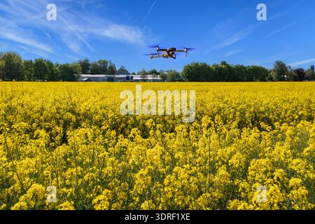 Drone che vola in aria sopra un campo di colza contro il cielo blu nelle giornate di sole. Foto Stock
