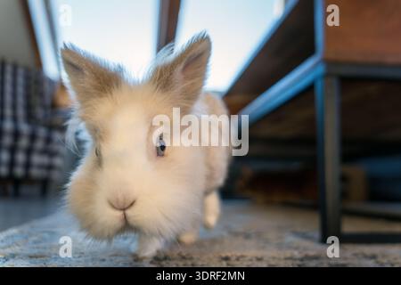 Primo piano di un bizzarro coniglio con testa di leone che cammina all'interno su un tappeto. Animali domestici carini in un ambiente accogliente con luce naturale soffusa. Foto Stock