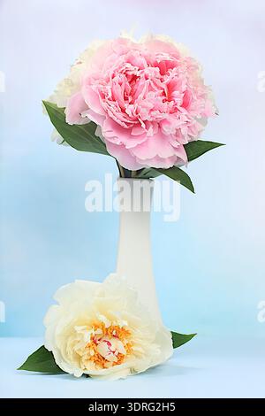 Composizione floreale del bouquet con peonie di fiori freschi in vaso, modello per il design e l'esposizione del prodotto, natura morta per Foto Stock