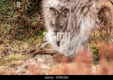 Primo piano ritratto di un bambino wallaby nella sua custodia in Tasmania; Australia Foto Stock