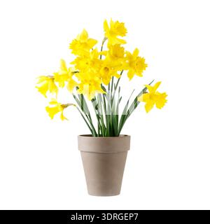 Bouquet di fiori di narciso gialli del giardino in vaso di argilla marrone vintage isolato su sfondo bianco. Decorazioni primaverili o pasquali Foto Stock