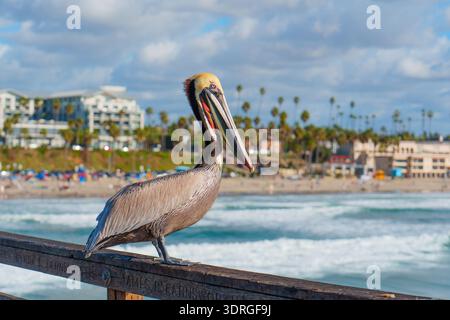 Il pellicano marrone è arroccato sulla ringhiera di legno di Oceanside Pier con la costa della California, la spiaggia e gli edifici del resort sullo sfondo su un soleggiato Foto Stock
