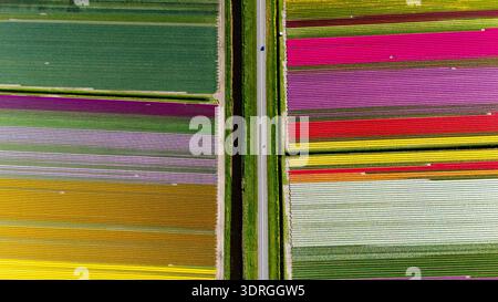 I campi di tulipani mozzafiato fioriscono attraverso i vibranti paesaggi dei Paesi Bassi in primavera Foto Stock
