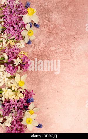 Bellissimo volantino con giacinti bianchi, narcisi e musari blu su sfondo rosa in cemento. Composizione floreale astratta per sc Foto Stock