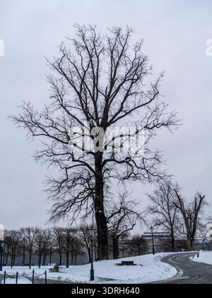 Magnifico vecchio albero sulla terrazza di Brühl, visto dall'Albertinum. La terrazza di Brühl si trova sulle rive alte del fiume Elba a Dresda Foto Stock