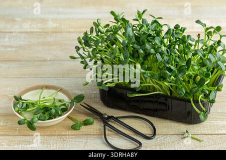 Germogli di girasole biologici freschi. Microgreen. Concetto di cibo sano. sfondo in legno Foto Stock