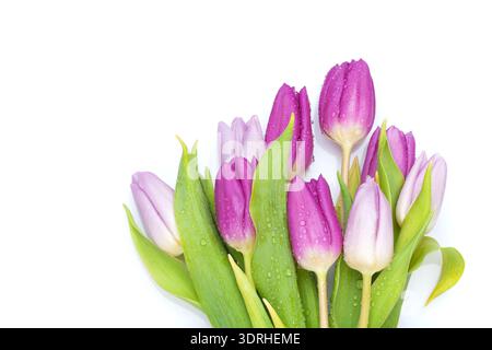 Bouquet di tulipani viola Foto Stock
