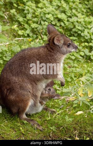 Il wallaby Macropus o Notamacropus rufogriseus di Bennett, il wallaby dal collo rosso, il macropode marsupiale di medie dimensioni, comune nell'A orientale Foto Stock
