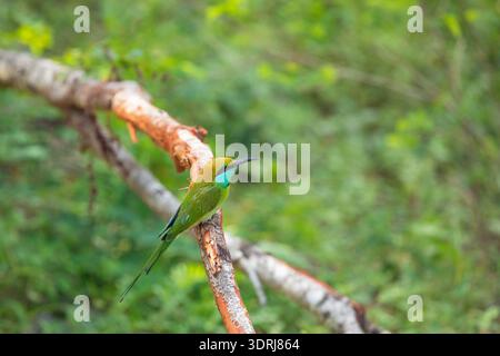 Mangiatore di api dalle guance blu (Merops persicus) Foto Stock
